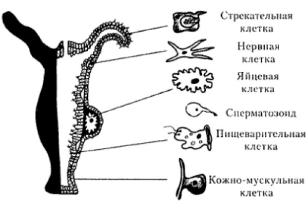 Кракен вход рабочий